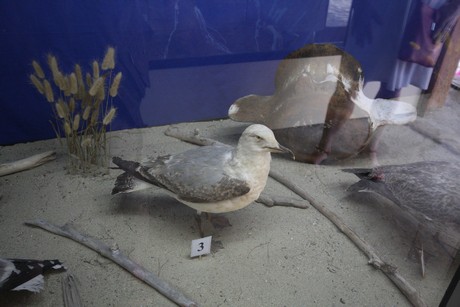 aquarium
