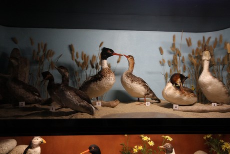 aquarium