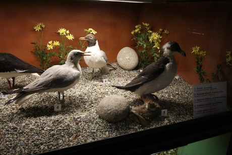 aquarium