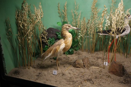 aquarium