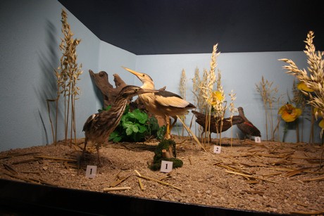 aquarium