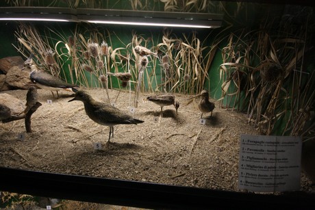 aquarium
