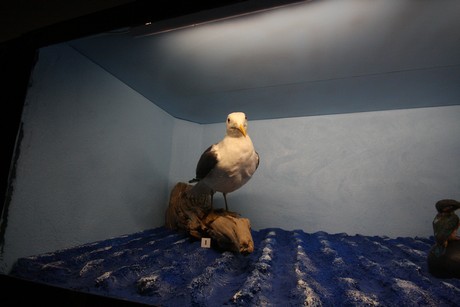 aquarium