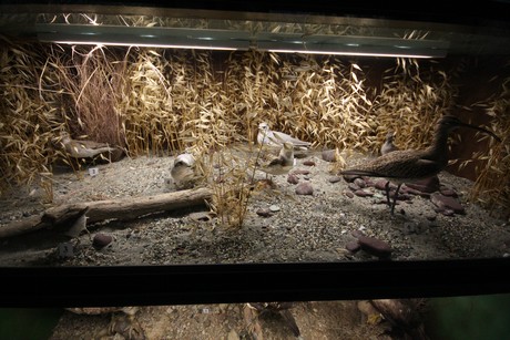 aquarium