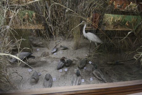 aquarium