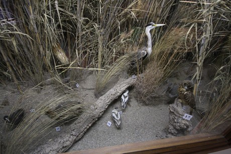 aquarium