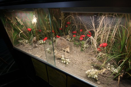 aquarium