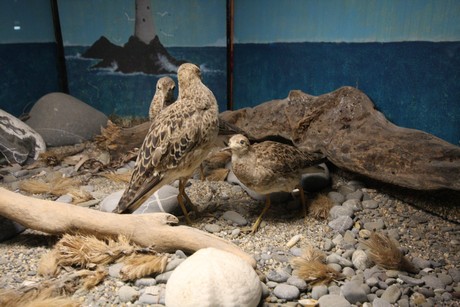 aquarium