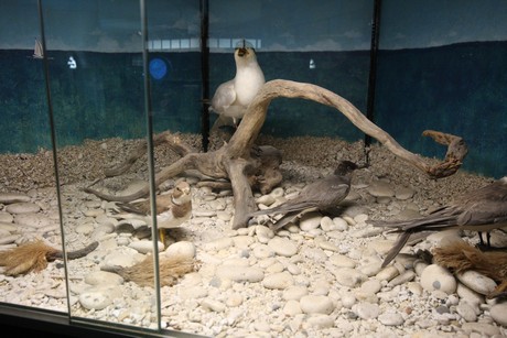 aquarium