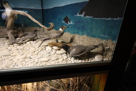 aquarium