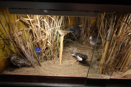 aquarium