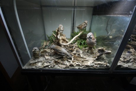 aquarium