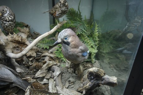 aquarium