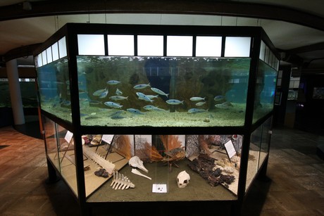 aquarium