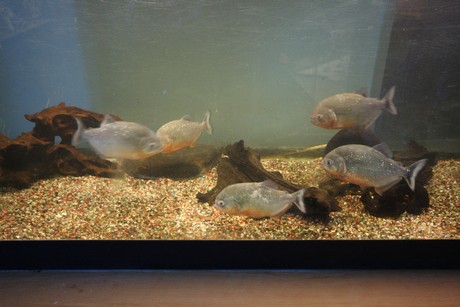 aquarium