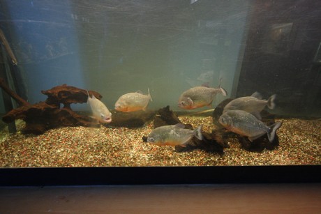 aquarium