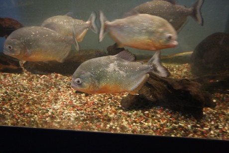 aquarium