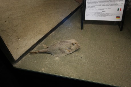 aquarium