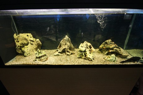 aquarium
