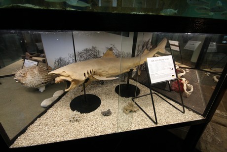 aquarium