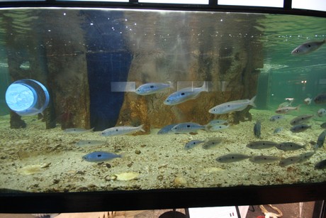 aquarium