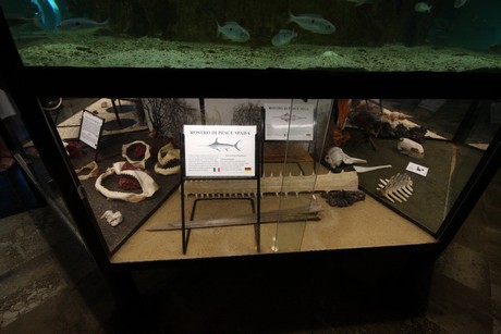 aquarium