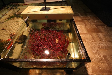 aquarium