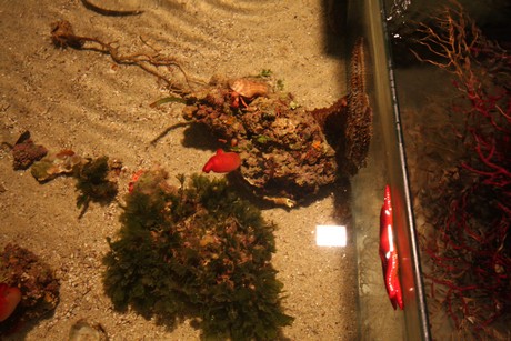 aquarium