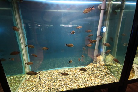 aquarium