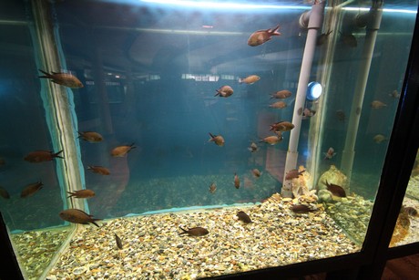 aquarium