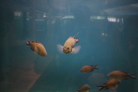 aquarium