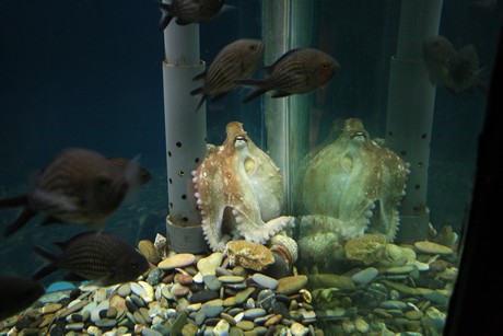 aquarium