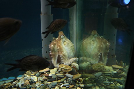 aquarium