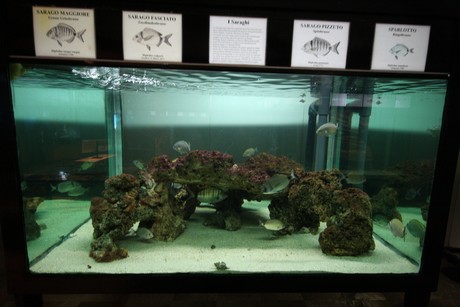 aquarium