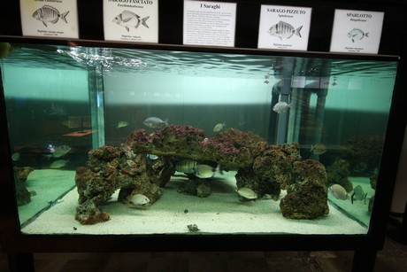 aquarium