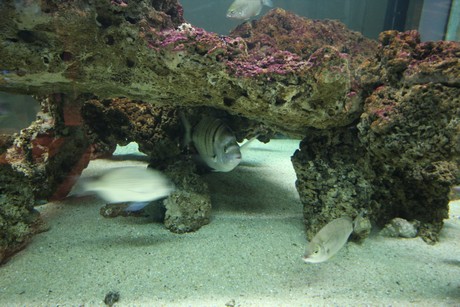 aquarium