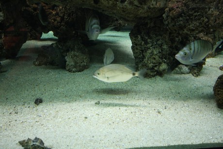 aquarium