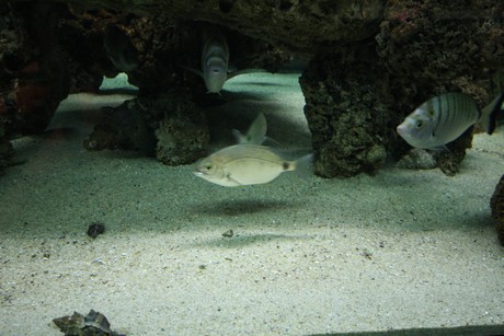 aquarium