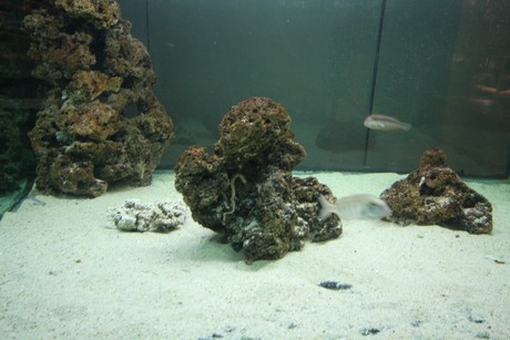aquarium