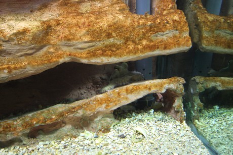 aquarium