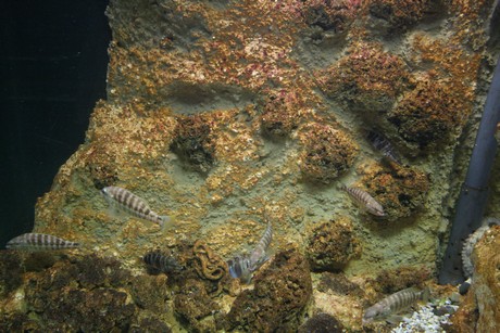 aquarium