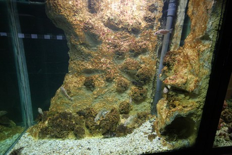 aquarium