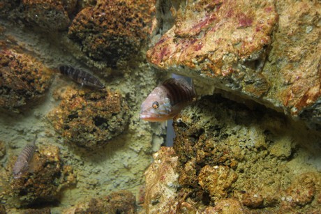 aquarium