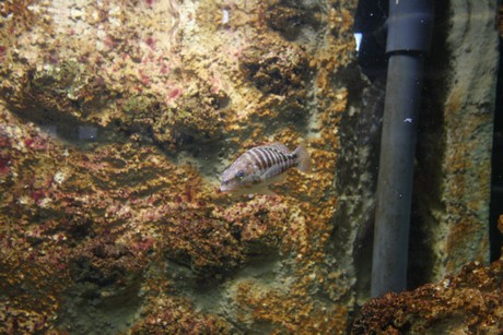 aquarium