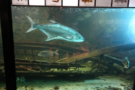aquarium
