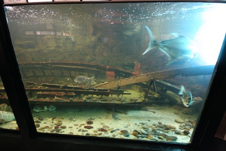 aquarium