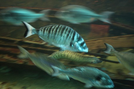 aquarium