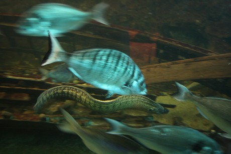 aquarium