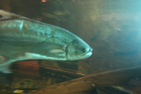 aquarium