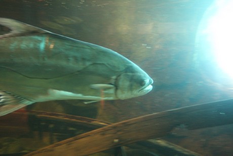 aquarium